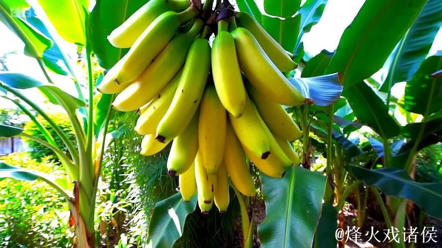 香蕉视频黄