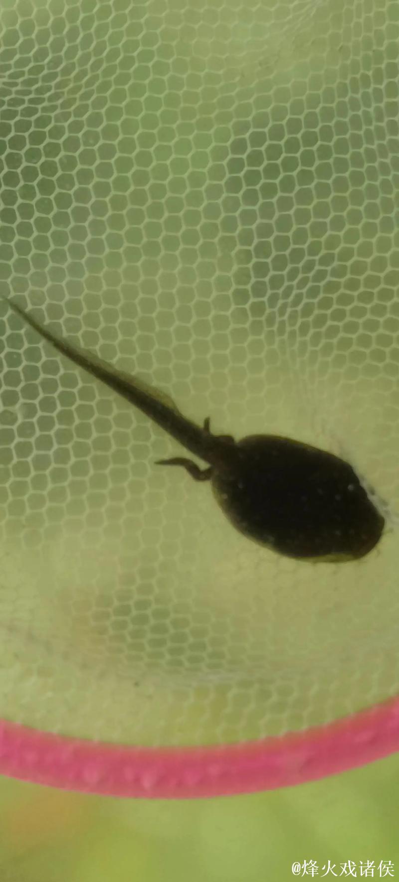 91九色蝌蚪视频